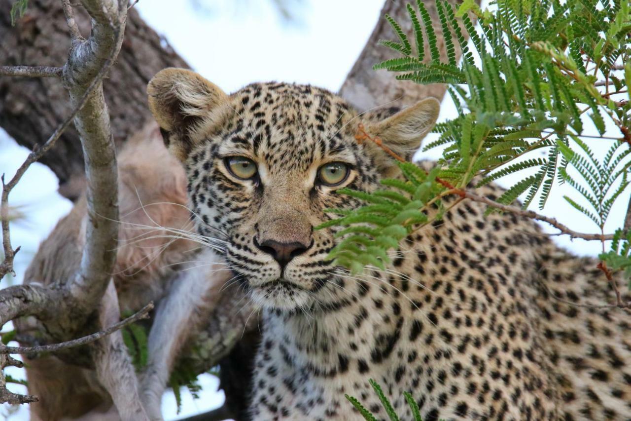 Parsons Hilltop Safari Camp Balule Game Reserve Eksteriør billede