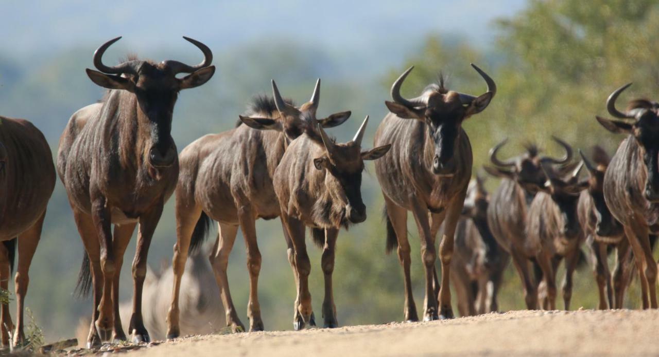 Parsons Hilltop Safari Camp Balule Game Reserve Eksteriør billede